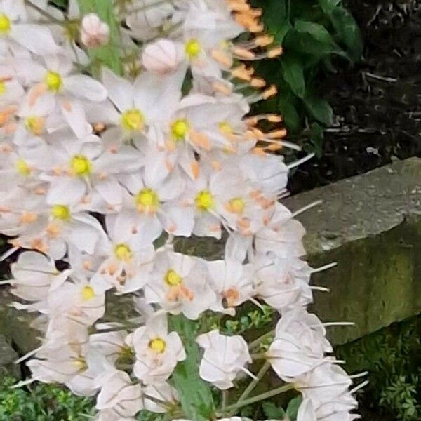 Eremurus robustus Bloem