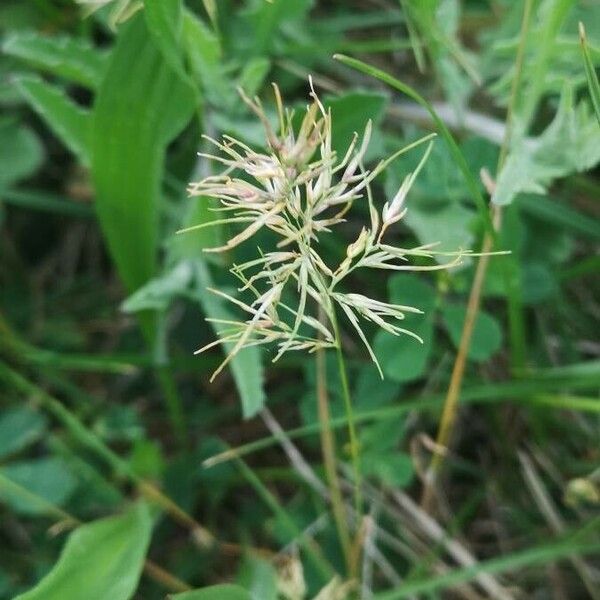 Poa bulbosa Flower