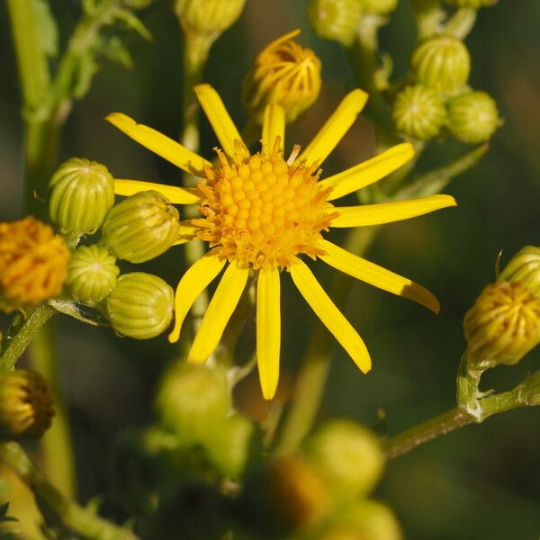 Jacobaea vulgaris Çiçek