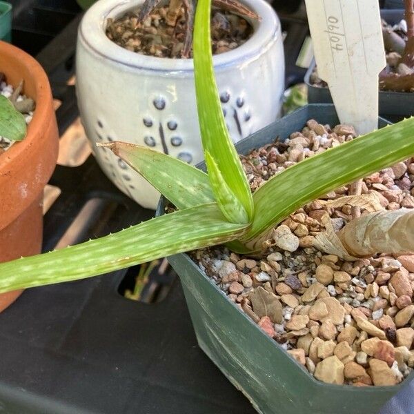 Aloe inamara Lapas
