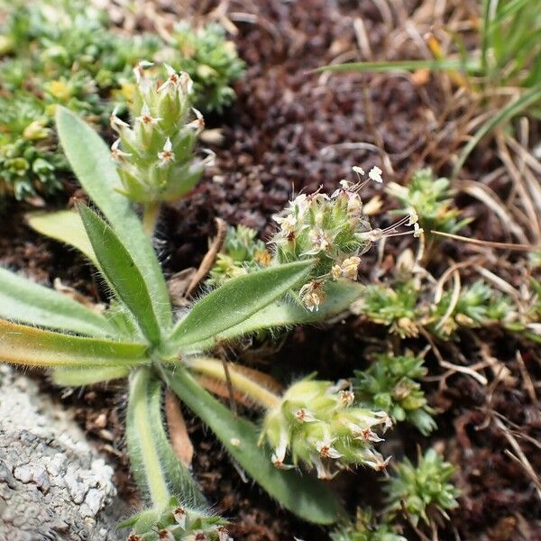 Plantago bellardii Costuma