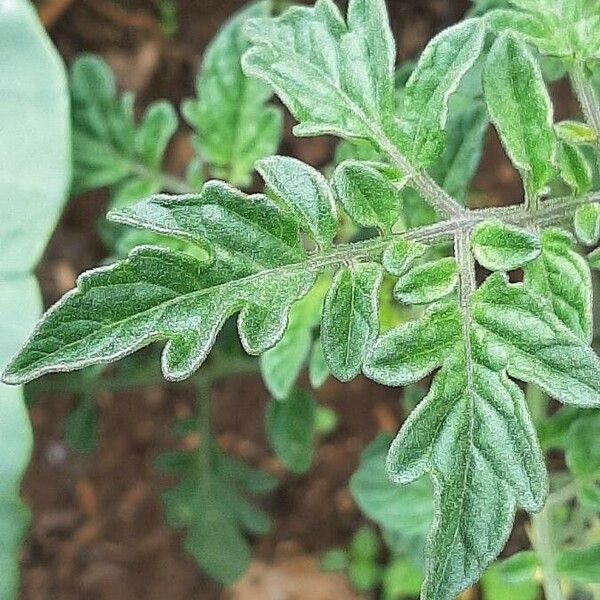 Solanum lycopersicum Ліст