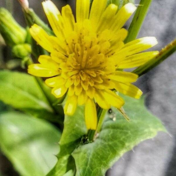 Sonchus oleraceus Květ