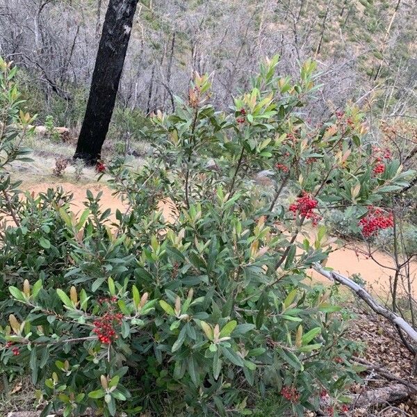 Photinia arbutifolia 形态