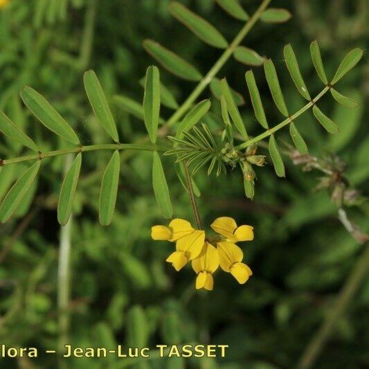 Hippocrepis multisiliquosa Fiore