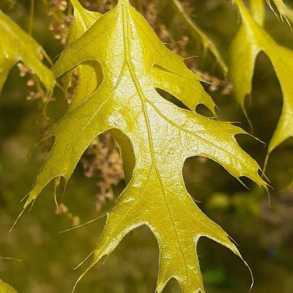 Quercus coccinea Φύλλο