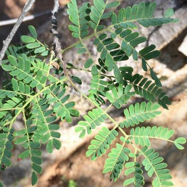 Albizia forbesii Blad