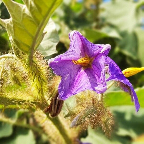 Solanum lycocarpum Kwiat