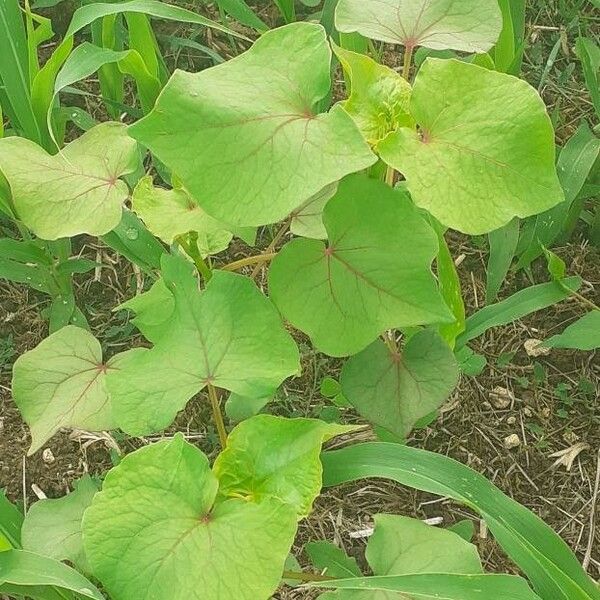 Fagopyrum tataricum Blatt