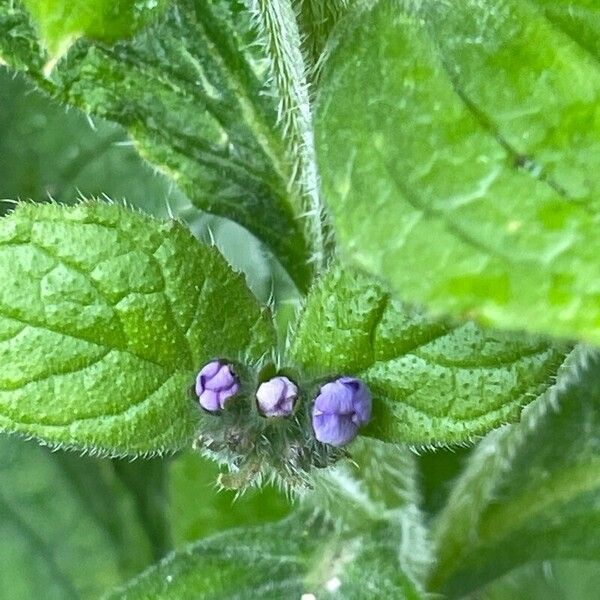 Pentaglottis sempervirens Kukka