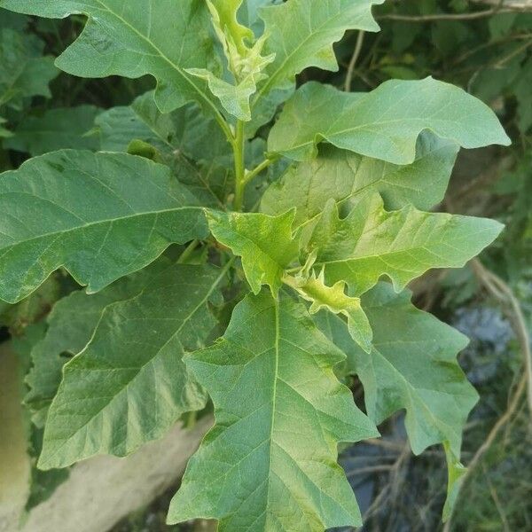 Solanum bonariense Fuelha