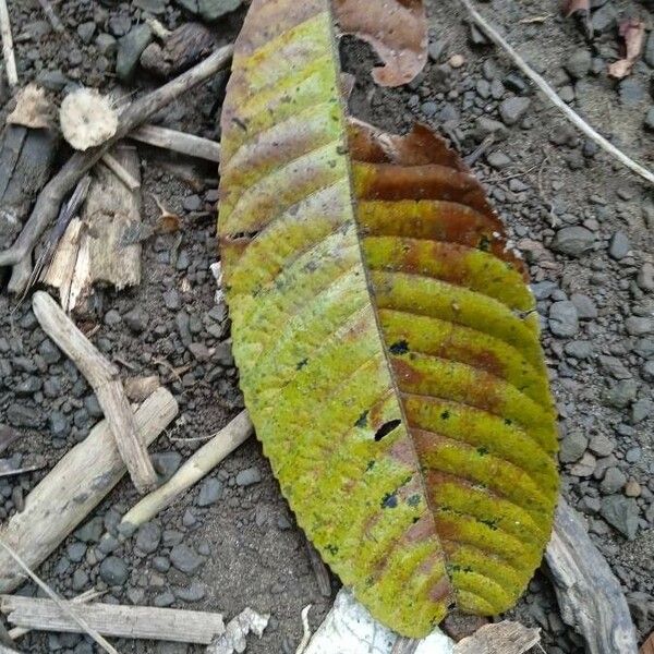Annona purpurea Leaf