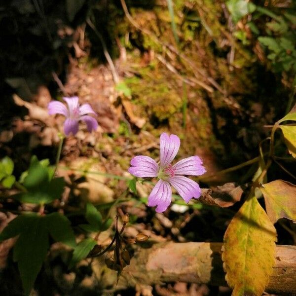 Geranium nodosum Virág