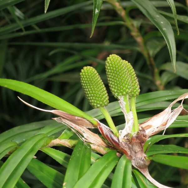 Freycinetia cumingiana Fruto