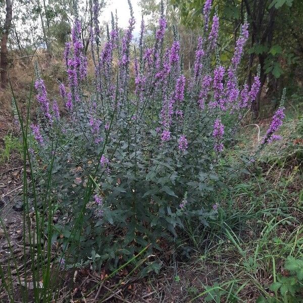 Lythrum salicaria Хабит