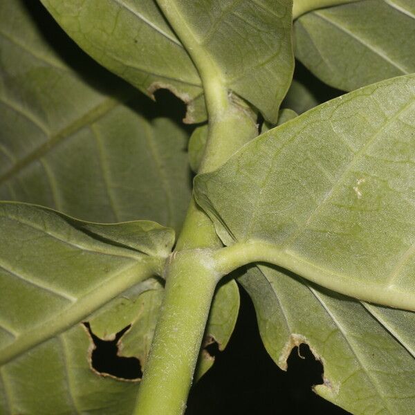 Calotropis procera List