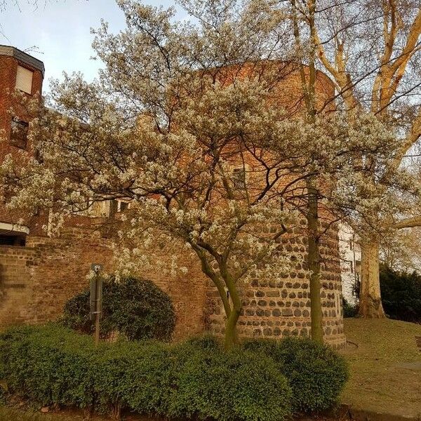 Amelanchier canadensis 整株植物