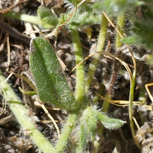 Echium arenarium Leaf