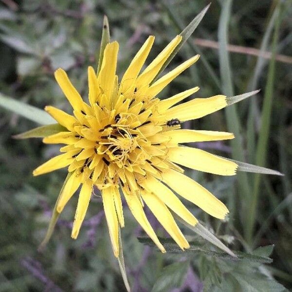 Tragopogon dubius 花