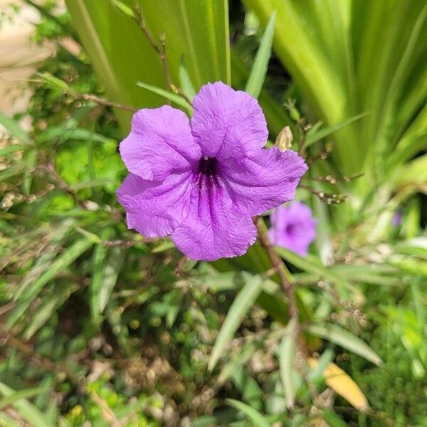 Ruellia simplex 花