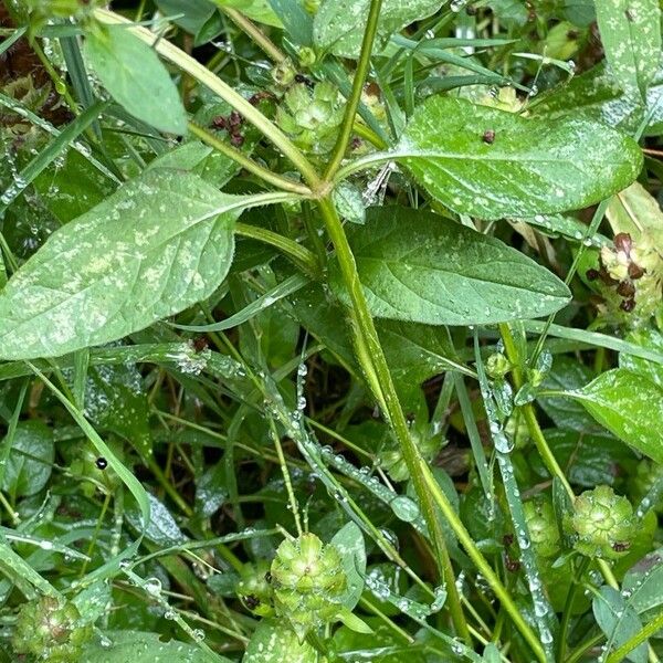 Prunella vulgaris Листок