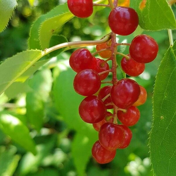 Prunus virginiana Froito