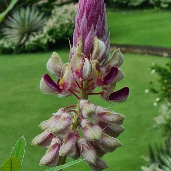 Pueraria montana Flor