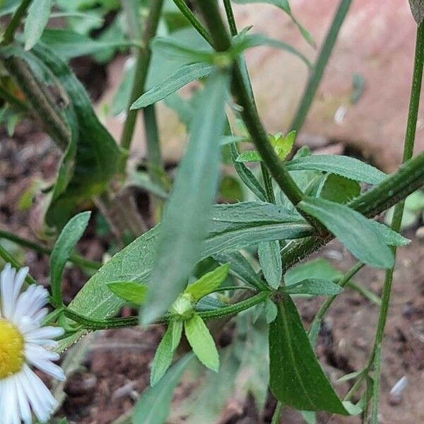 Erigeron strigosus 葉