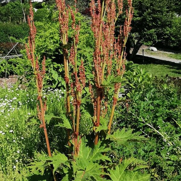 Rheum palmatum Habit