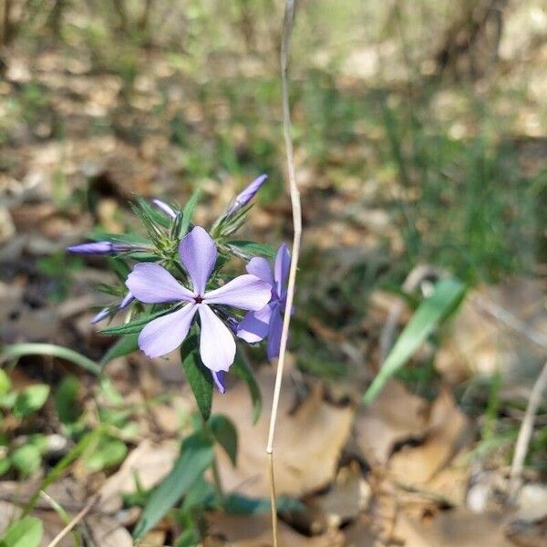 Phlox divaricata Flower