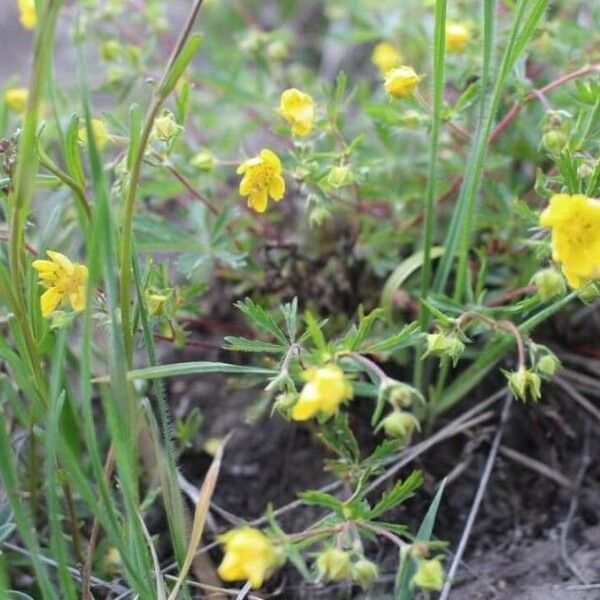 Potentilla heptaphylla Flower