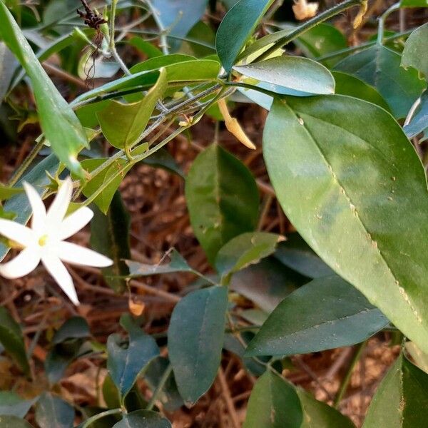 Jasminum fluminense 花