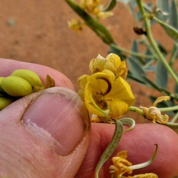 Senna alexandrina Flower