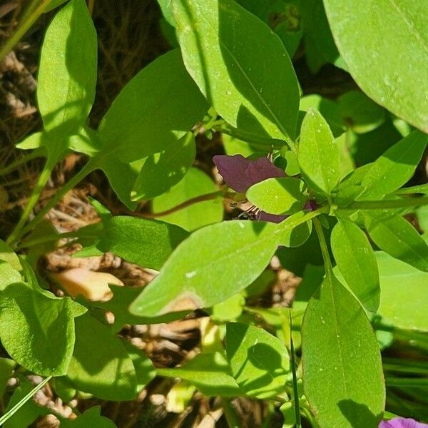 Clarkia rhomboidea Feuille