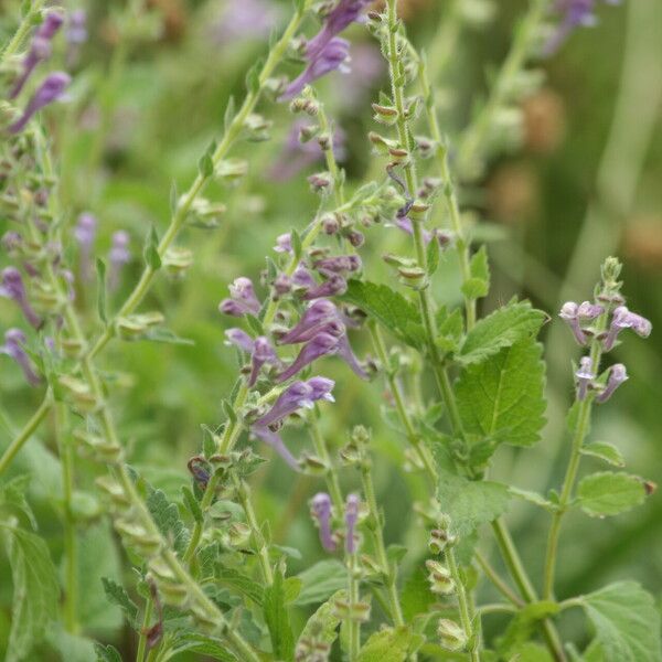 Scutellaria columnae Λουλούδι