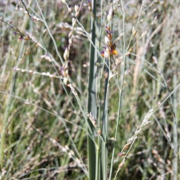 Panicum repens Blodyn