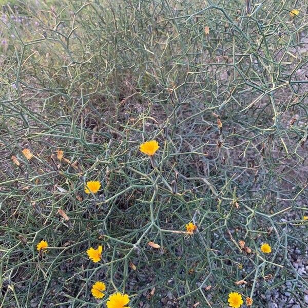 Launaea arborescens Flower