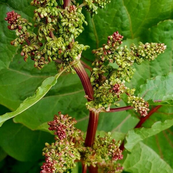 Rumex alpinus Kvet