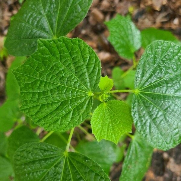 Urena lobata Leaf