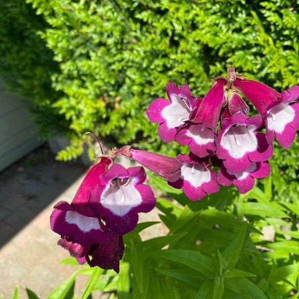 Penstemon hartwegii Flor