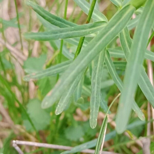 Euphorbia esula Leaf