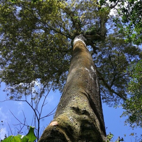 Parinari parvifolia Rhisgl