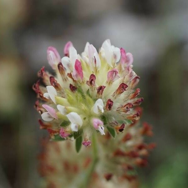 Trifolium striatum Flower