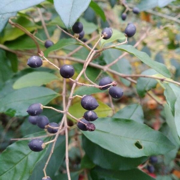 Ligustrum sinense Hedelmä