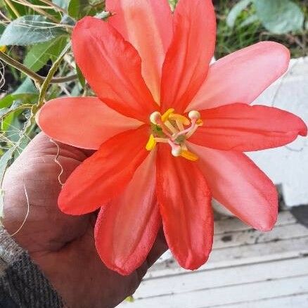 Passiflora linda Flower
