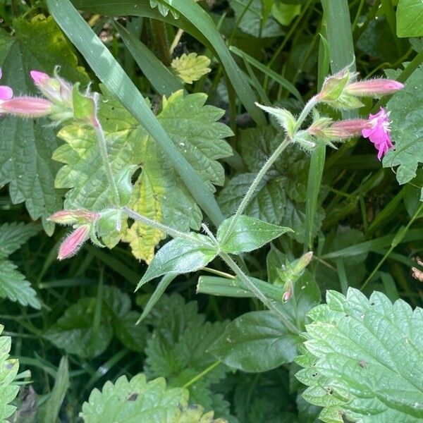 Silene dioica Habit