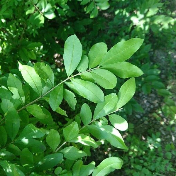 Ligustrum obtusifolium 葉