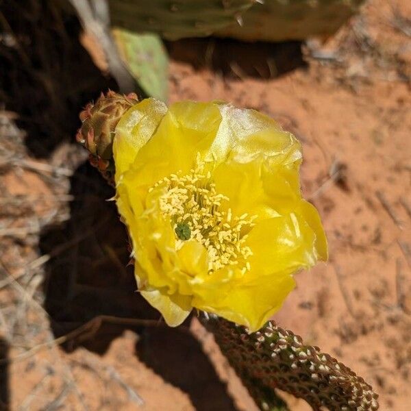 Opuntia polyacantha Цвят