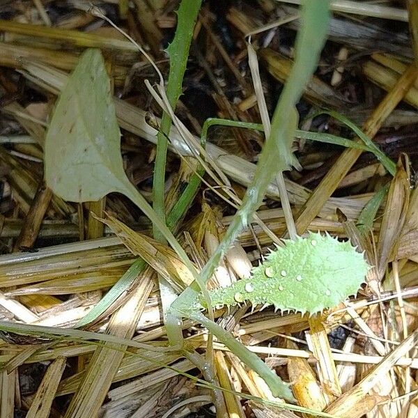 Spinacia oleracea Leaf