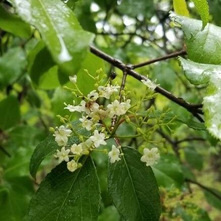 Viburnum rufidulum Flor